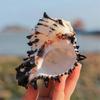 Ocean Conch Large Natural Sea Shells for DIY Crafts Seashell Collectors