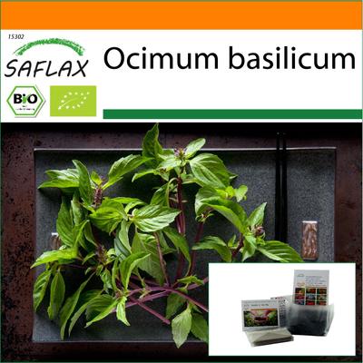 Garden in the Bag - Biologico - Basil Thai - 250 semi - Con substrato in un sacchetto stand up adatto - Ocimum basilicum