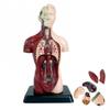 Plastics Human Torso Anatomy Model DIY Mannequin Kid Skeleton Model  Birthday Kids Gift