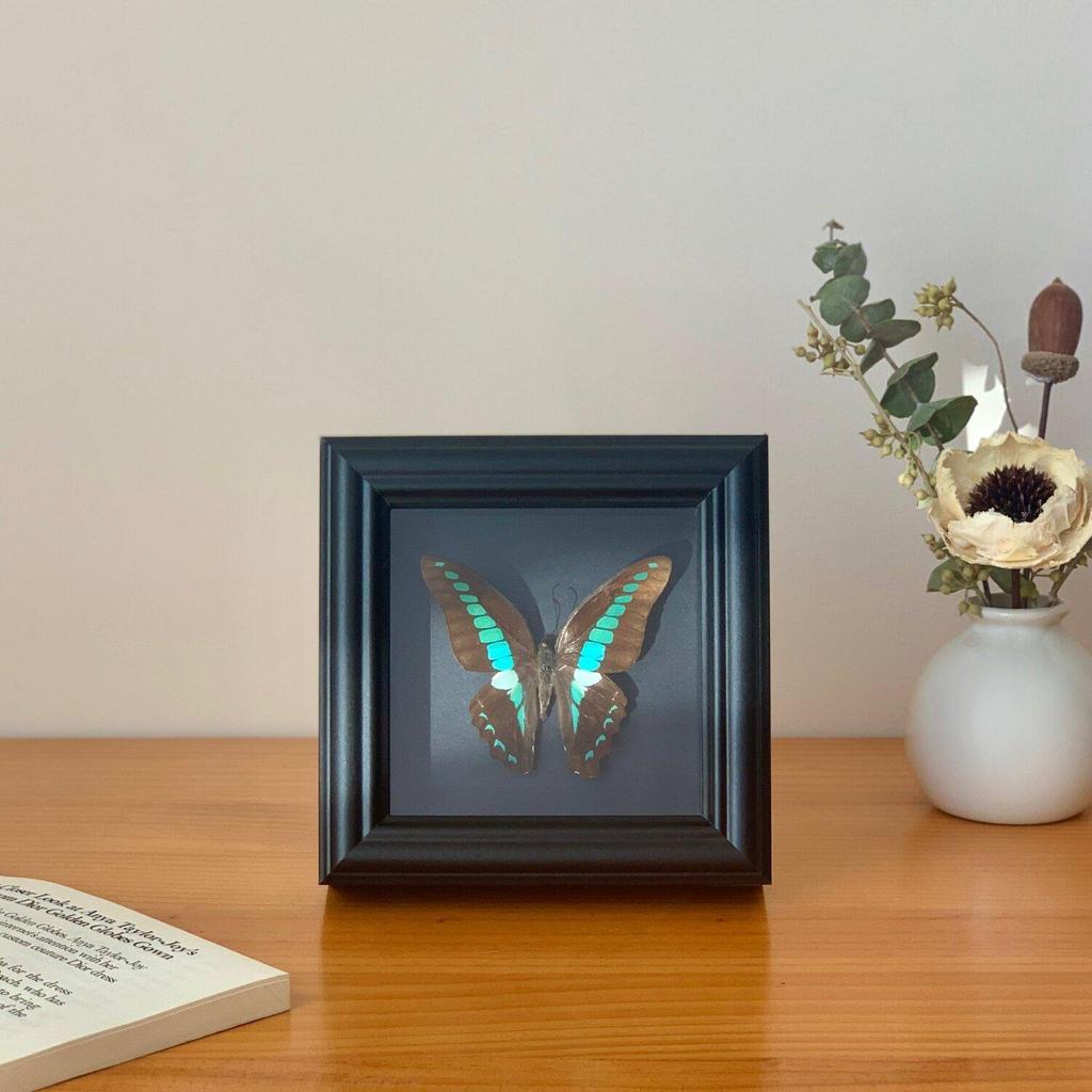 Handmade Black Butterfly Specimen Frame - Creative Birthday Gift Ornament