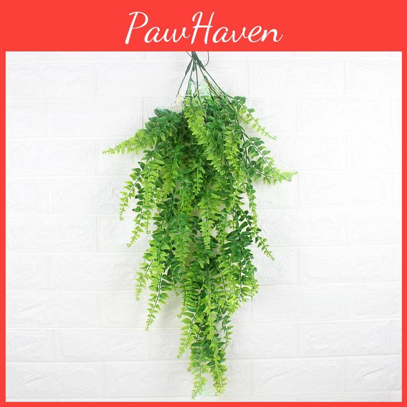 Plant Pteridium Latiusculum For Wedding And Outdoor Decorate Events