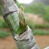 Eco-friendly PE Grafting Tape 3/4/5CM Self-adhesive Stretchable Grafting Tape Garden Tree Plants Seedlings Grafting Supplies