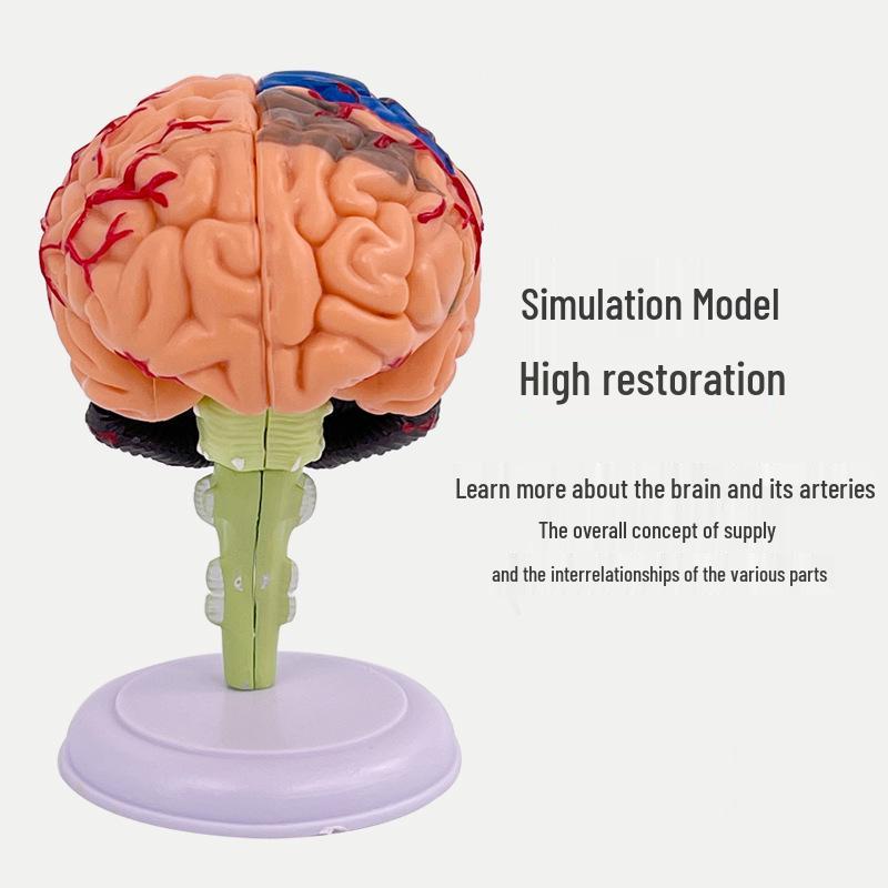 4DMaster Menschliche Anatomie Gehirnstruktur Modell