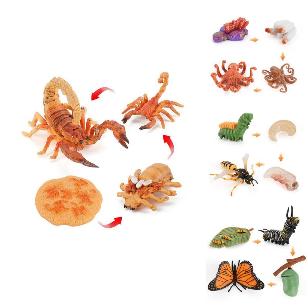 Charming Simulation Solid Turtle Chick Frog Animal Growth Cycle Montessori Teaching Aids For Educational Fun And Collectible Decor