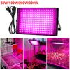 Fytolampa 50W 100W 300W Fytolampa pro rostliny Full Spectrum Led Kultivace Pěstitel rostlin Vnitřní kultura Led Lampa Grow UV lampa