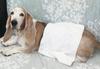 Kiyo Jochugiku Dog Bath Pet Skin Care Bath 14 Bath 10g x 14 Packets Additive, Geranium, Packets,
