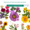 32Pcs Realistic Flower Pressed Florals Kits 4 Pack Natural Florals Craft Supplies For Resin Decorations And Gifts