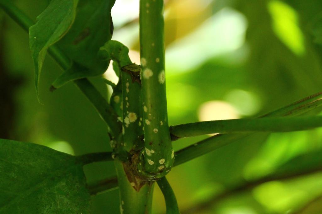 SAFLAX Dwarf Coffee - 8 Seeds - Coffea Arabica Nana