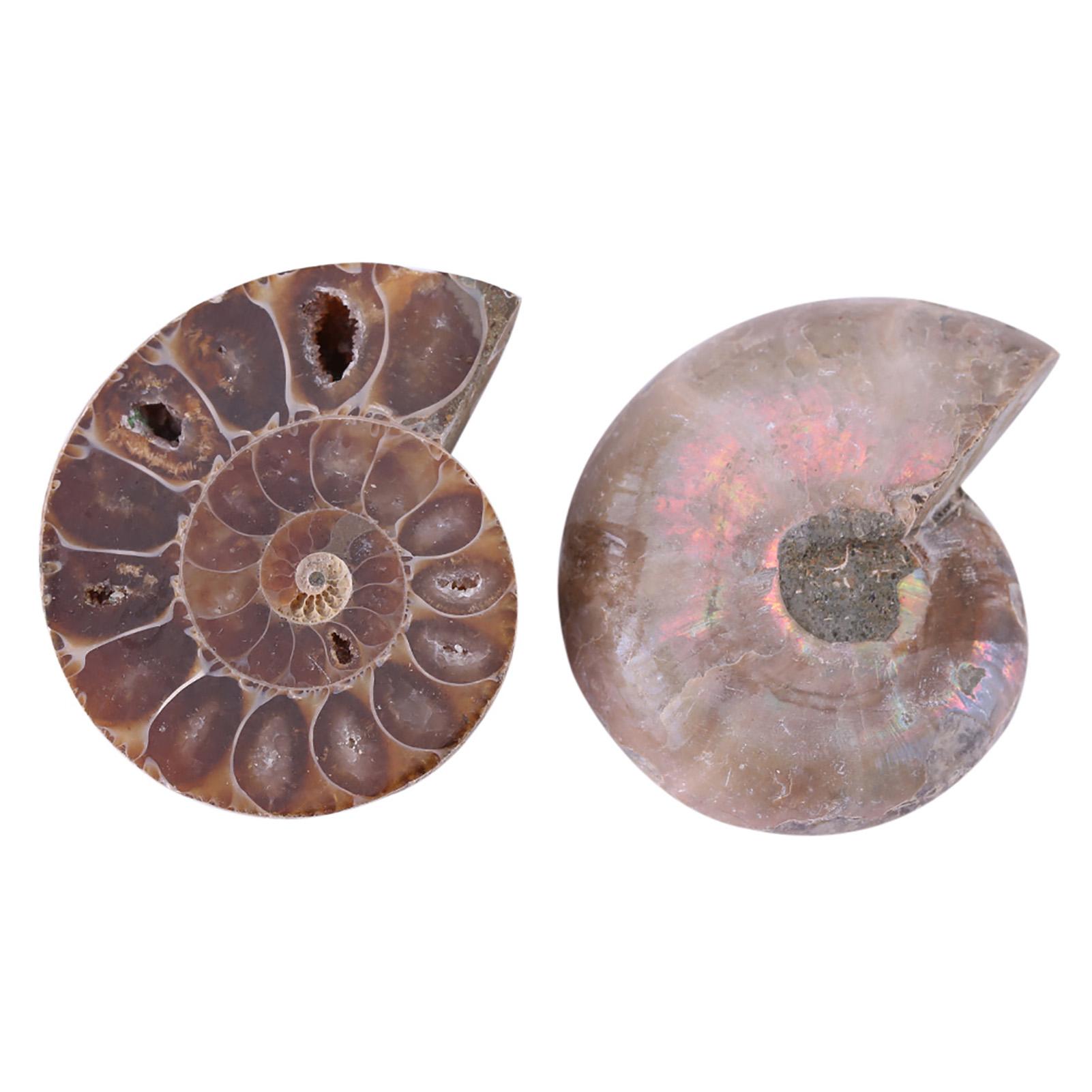 2 шт. Образец аммонита Мадагаскар Натуральные камни и минералы(2CM)