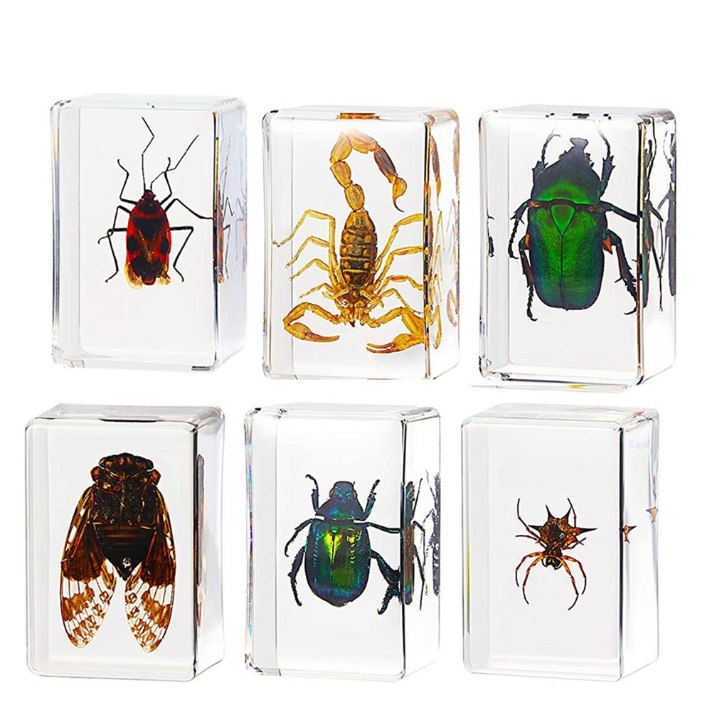 Buy 6-Pack Insect Resin Specimen Cicada Collection Paperweight at ...