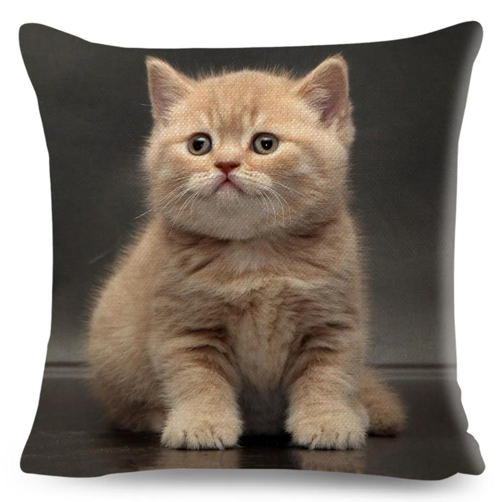 Housse de coussin British Shorthair bleu russe, taie d'oreiller en Polyester, décoration de chat mignon, Animal de compagnie, pour canapé, maison, voiture