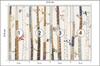 Photomural Forest Self-Adhesive Mural 312x219