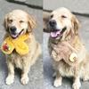 Cute Plush Thermal products Adjustable Dog Warm Scarf Dog Accessories Pet Scarf Pet Bib