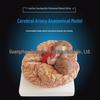 Modello anatomico del cervello umano e dell'arteria cerebrale in 9 parti