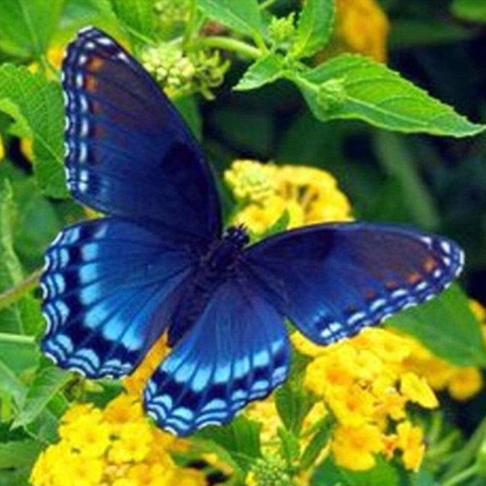 

5D DIY алмазная живопись животное попугай Сова птица вышивка крестиком полная дрель Алмазная вышивка мозаика художественная картина Декор из страз Full Round 40x40CM