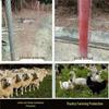 Rust-Resistant Reinforced Steel Mesh Fence for Balcony and Aquaculture