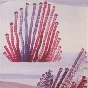 

CD APPENDIX OUT The Night Is Advance PCD24060 Japan ObiRock Used