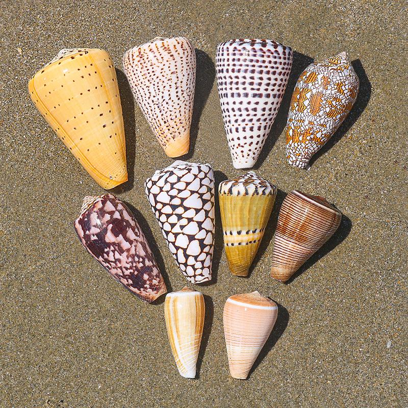 Handmade Natural Seashell Conch & Starfish Frame for DIY Fish Tank or Landscaping