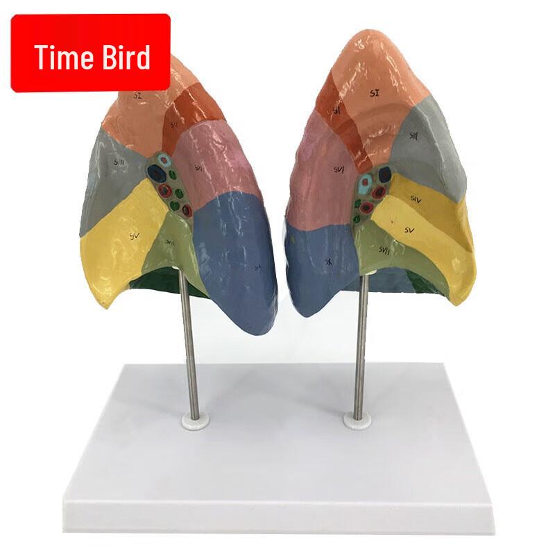 Human Lung Segment Anatomy Model