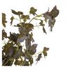 Hill Interiors Maple Leaf Artificial Plant