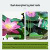 Lotus Nutrient Solution & Fertilizer for Hydroponic and Soil-Based Lotus Ponds and Bonsai Pots