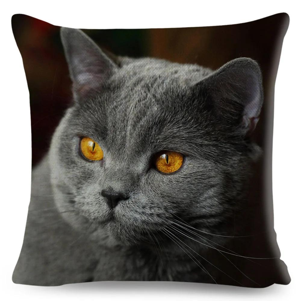 Housse de coussin British Shorthair bleu russe, taie d'oreiller en Polyester, décoration de chat mignon, Animal de compagnie, pour canapé, maison, voiture