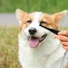 Tear Stain Remover for Dogs Mini Dog Tear Brush Tear Stain Comb Pet Eye Cleaning Brush Soft Comfortable Pets Grooming Comb with