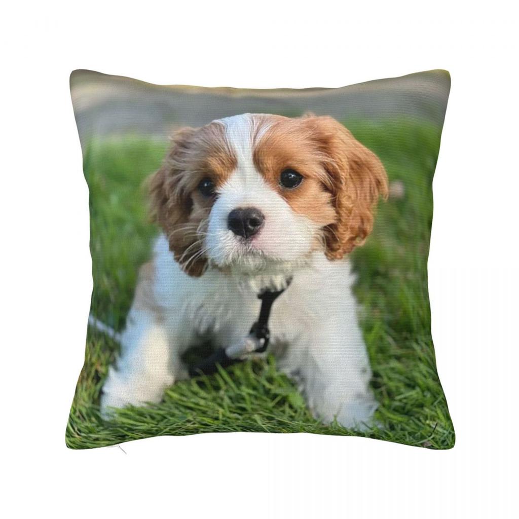 Poszewka na kwadratową poduszkę Cavalier King Charles Spaniel Poszewka na poduszkę Poszewka na poduszkę Dekoracyjna poszewka na poduszkę do domu, sypialni, samochodu