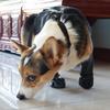 Dustproof Waterproof Pet Paw Protectors - All-Season Outdoor Dog Shoes