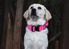 Collare tattico resistente per cani, guinzaglio militare resistente per cani di taglia media e grande, accessori per l'addestramento al pastore tedesco