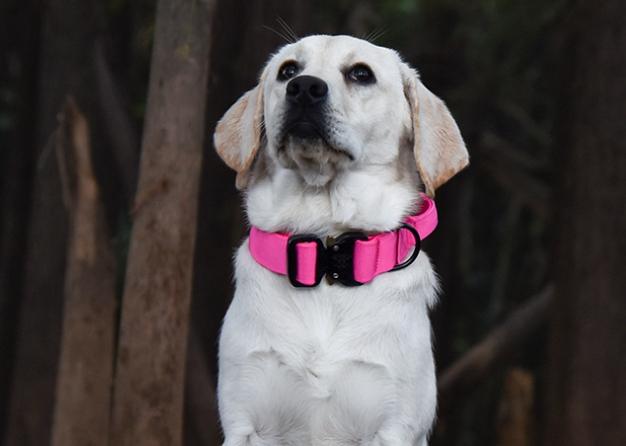 Collare tattico resistente per cani, guinzaglio militare resistente per cani di taglia media e grande, accessori per l'addestramento al pastore tedesco