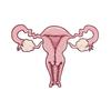 Female Womb uterus Brooch Pins Zircon pearl Organ medical jewelry Gynecology Medicine Symbol gift for Doctor Nurse