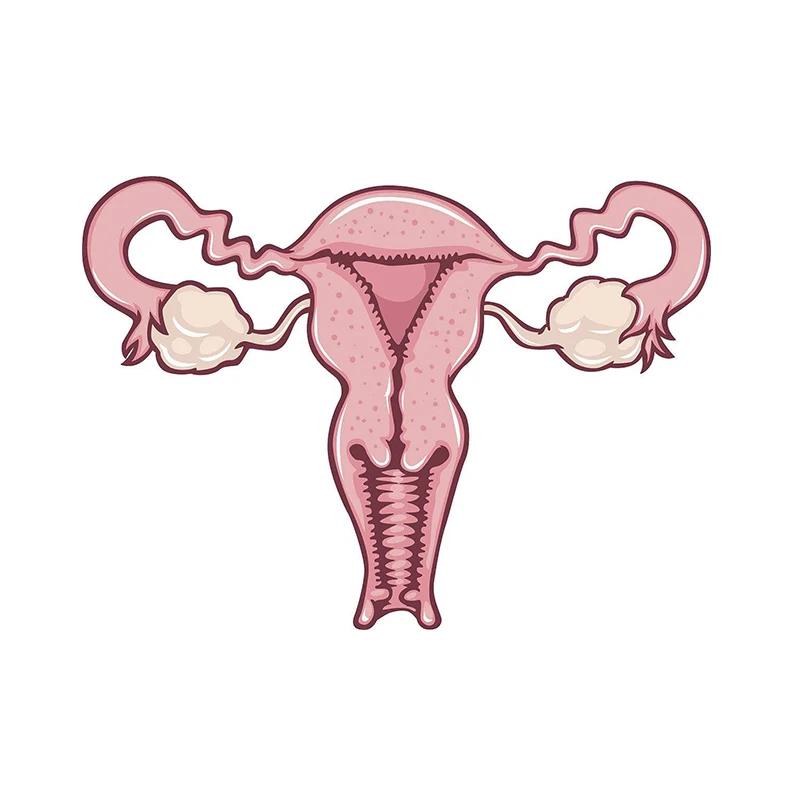 Female Womb uterus Brooch Pins Zircon pearl Organ medical jewelry Gynecology Medicine Symbol gift for Doctor Nurse