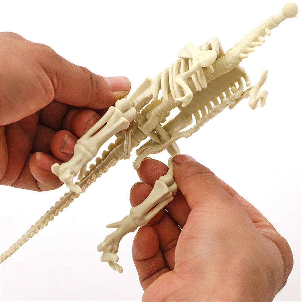 Dinosaur Skeleton DIY Toys Educational Puzzles Model Set For Kids Over 6 Years Old
