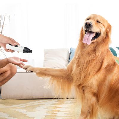 Köpek – Köpek bakım ürünleri