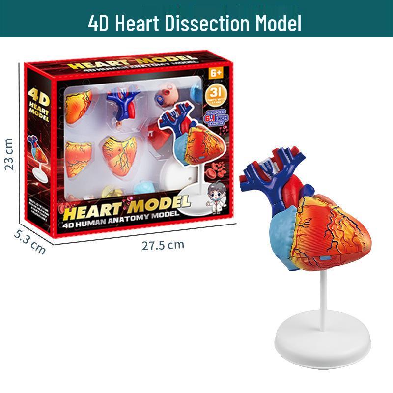 STEM Educational Human Skeleton Model for Kids: Cognitive Science & Organ Assembly Toy