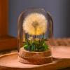 Pusteblume Konservierte Blume Nachtlicht im Glas - Ideales Geschenk für Geburtstag, Valentinstag oder Muttertag