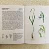 [USED] Foreign books, old books, Czech botanical encyclopedias, bulbous plants, tuberous plants, tulip cover