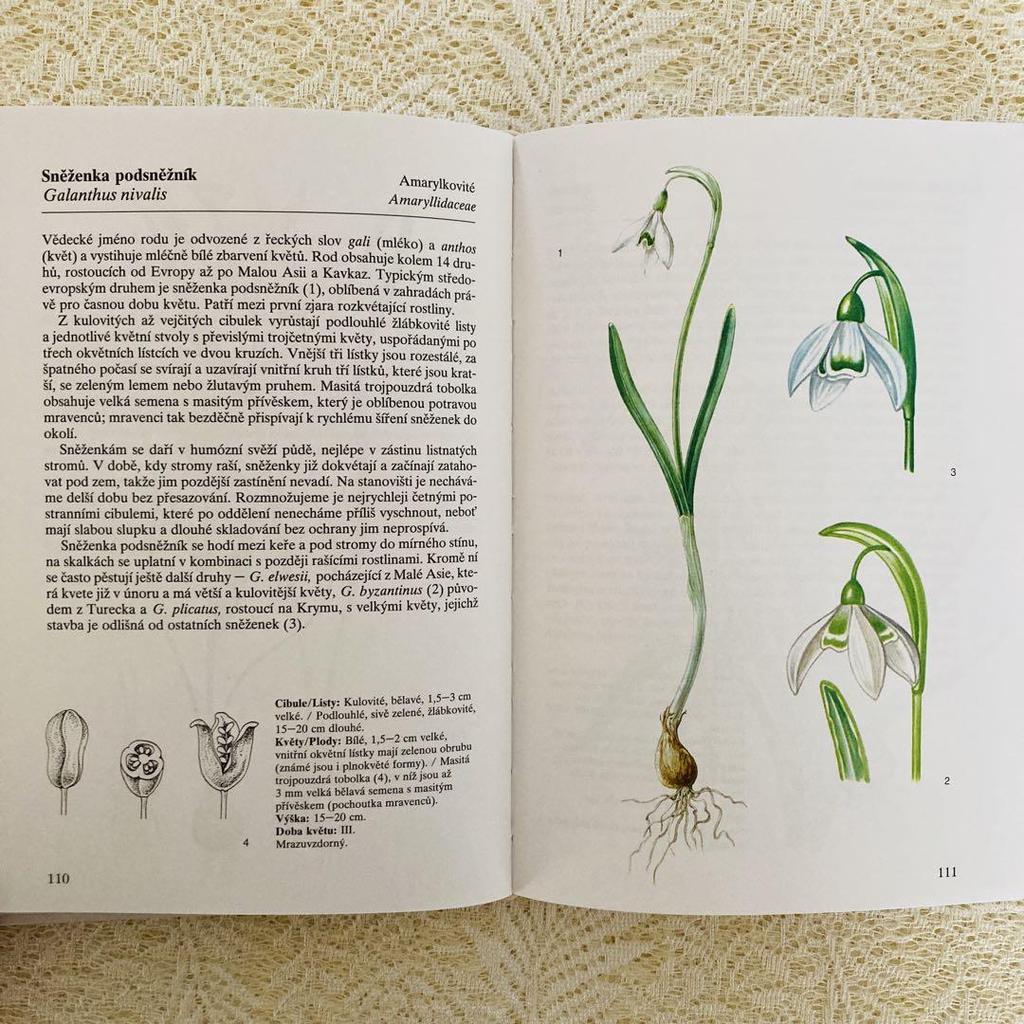 [USED] Foreign books, old books, Czech botanical encyclopedias, bulbous plants, tuberous plants, tulip cover
