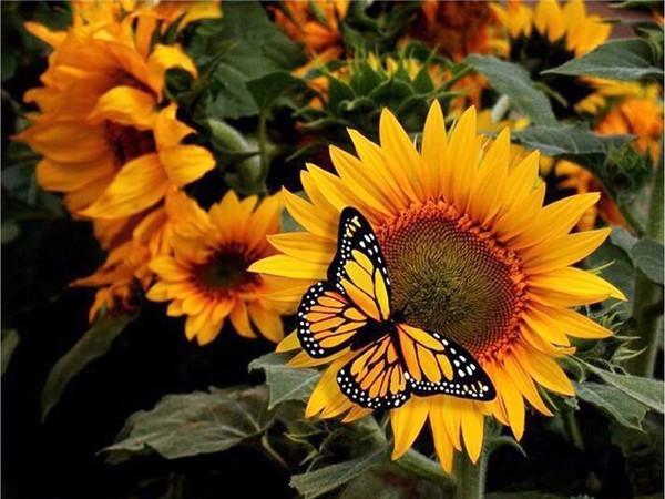 5D DIY Diamond Painting Sunflower Full Drill Round Needlework Art Diamond Embroidery Cross Stitch Kit Home Decoration