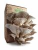 Miceliu Pentru Cultivare Casnică Pleurotus Ostreatus