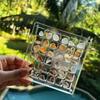Acrylic Magnetic Seashell Storage Box 64/100 Grids Seashell Display Case Small Craft Bead Jewelry Organizer Rock Collection Box