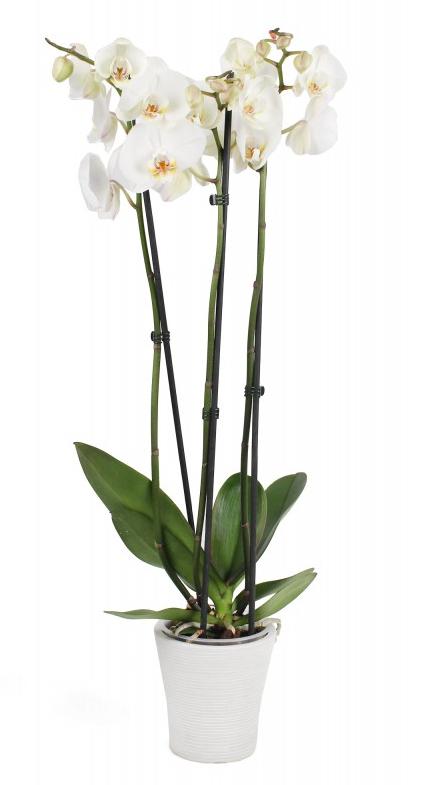 Composite Flowerpot White With Indentations Gs12Ad12.Bk 12X12Cm