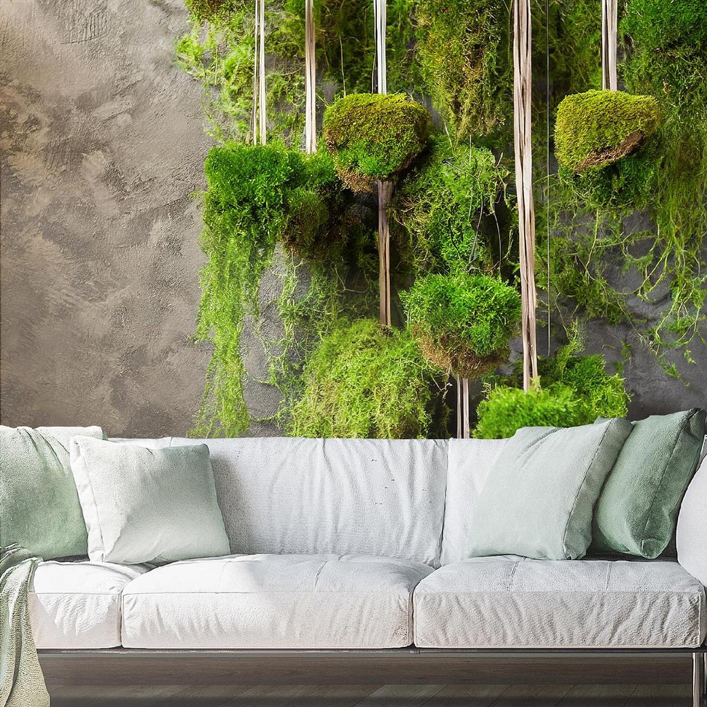 Wallpaper Moss Plant Botany