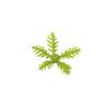 MOC 10PCS Beach Shaped Palm Tree Constructing Blocks Rainforest Jungle Coconut Educational Particle Assemble DO-IT-YOURSELF Toys Children Presents