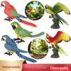 Realistic Wildlife Model: Parrot, Macaw, Peacock Heart Cognitive Toy for Children