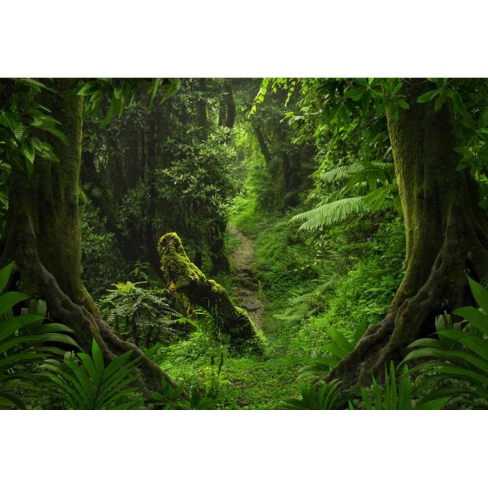 Spring Forest Backdrop Tropical Jungle Rainforest Backdrops for Photography Camping Adventure Birthday Background Photo Studio
