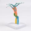 Anatomical Human Hand Bone Model with Movable Joints Color Coded Hand Bone Skeleton Model for Teaching Demonstration