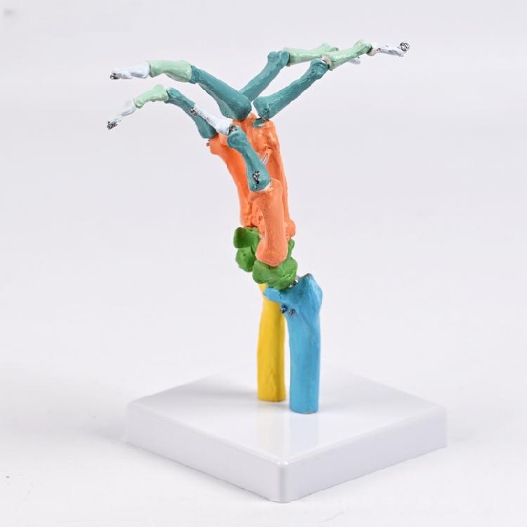 Anatomical Human Hand Bone Model with Movable Joints Color Coded Hand Bone Skeleton Model for Teaching Demonstration