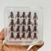 20PCS Sharpened Hook Dry Flies Fishing Lures Kit Simulated Flies Trout Jigs Swimbaits  Trout